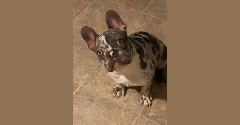 Lucci, a French Bulldog tested with EmbarkVet.com