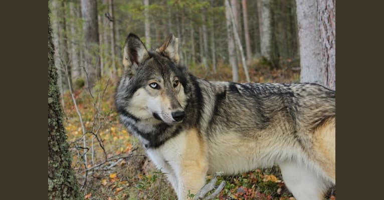Embark Dog DNA Test Nordic Wolfdogs Braixen profile