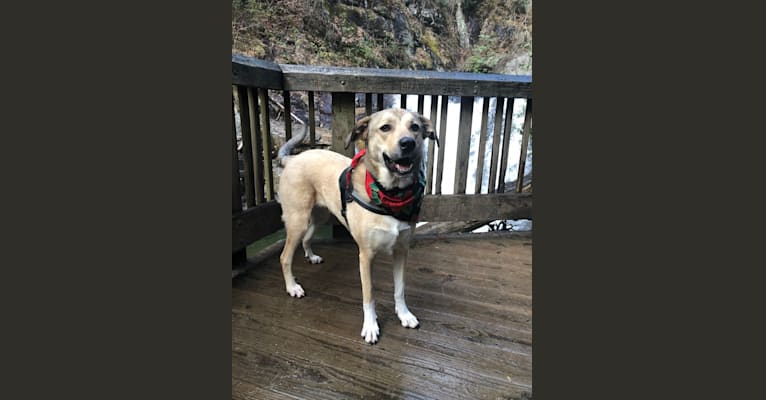Maisey, a Great Pyrenees and Labrador Retriever mix tested with EmbarkVet.com