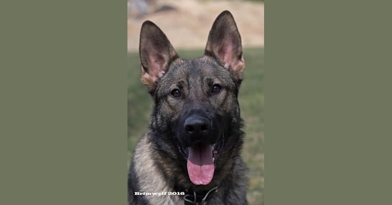 Seven, a German Shepherd Dog tested with EmbarkVet.com