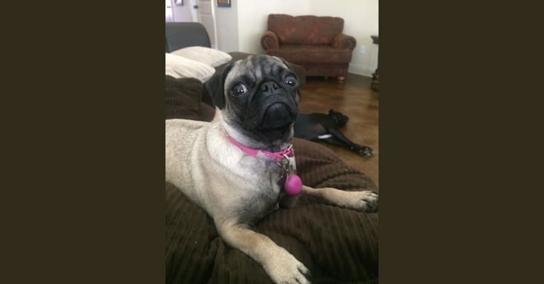 Photo of Kylie, a Pug  in Booneville, MS, USA