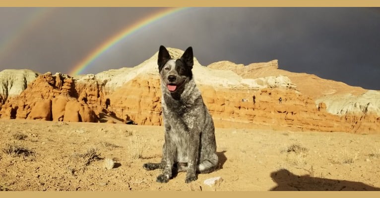 Trace, an Australian Cattle Dog and Koolie mix tested with EmbarkVet.com