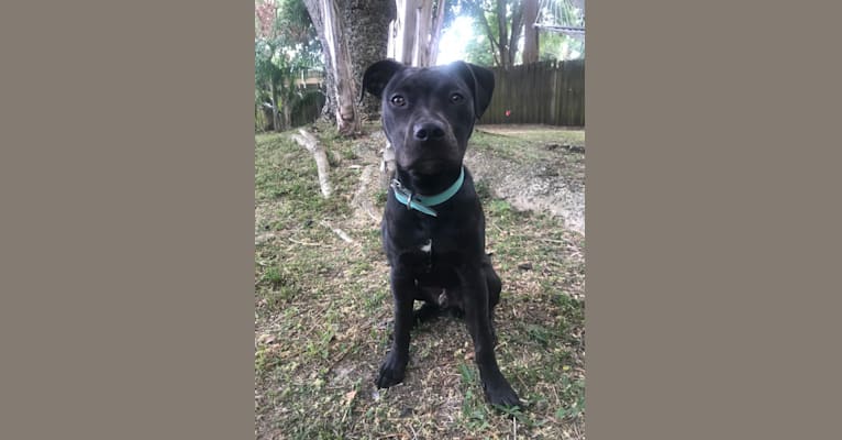 Photo of Bojangle, an American Pit Bull Terrier, American Staffordshire Terrier, and Mixed mix in Florida, USA