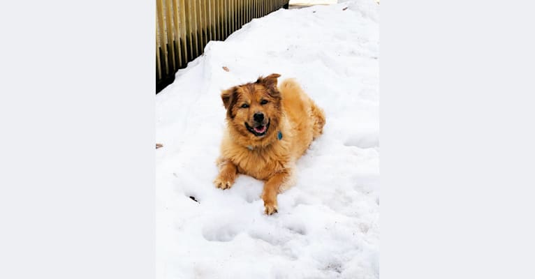 Photo of JD, an American Pit Bull Terrier, Chow Chow, German Shepherd Dog, Cocker Spaniel, and Mixed mix in Tennessee, USA