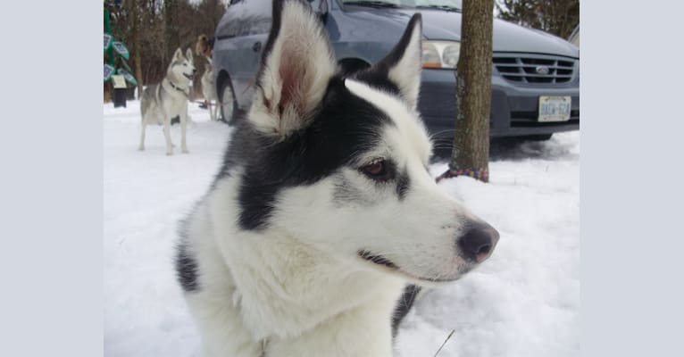 Patch, a Siberian Husky and Keeshond mix tested with EmbarkVet.com
