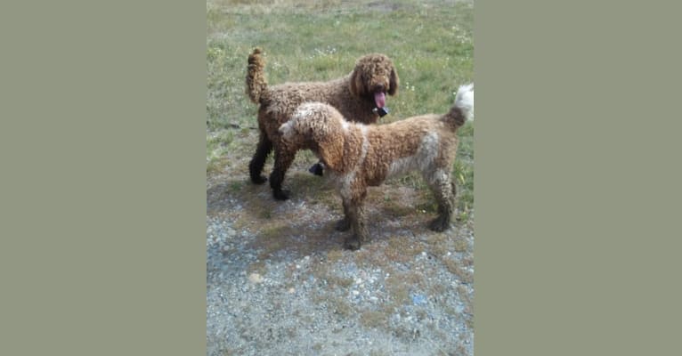 Photo of MERCEDES, a Poodle (Standard)  in Benton City, WA, USA