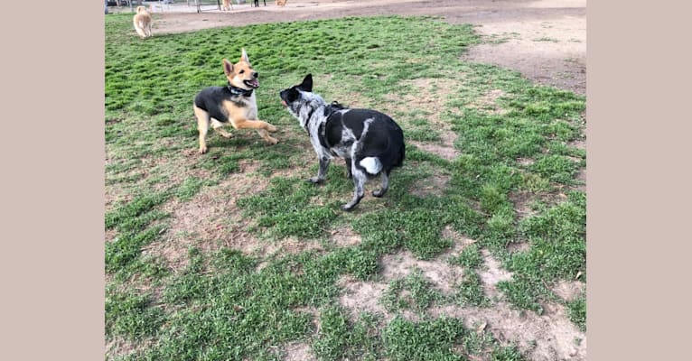 Shainee, a German Shepherd Dog and Australian Cattle Dog mix tested with EmbarkVet.com