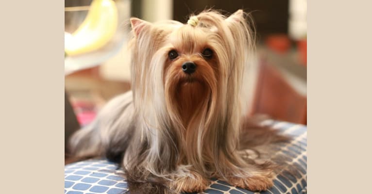 Max, a Yorkshire Terrier tested with EmbarkVet.com