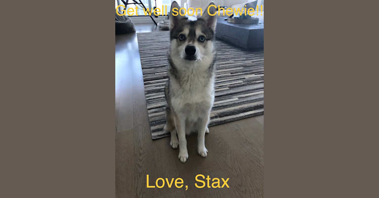 Stax, an Alaskan Klee Kai tested with EmbarkVet.com