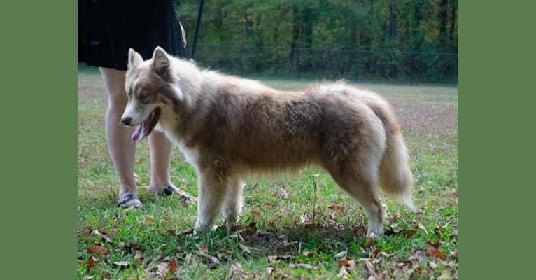 Sokka, a Siberian Husky tested with EmbarkVet.com