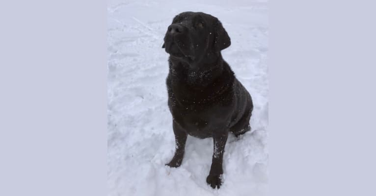 Caleb, a Labrador Retriever tested with EmbarkVet.com