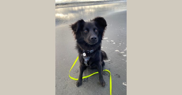 Photo of Bleu, a Chihuahua, American Pit Bull Terrier, Pomeranian, and Mixed mix in Riverside, CA, USA