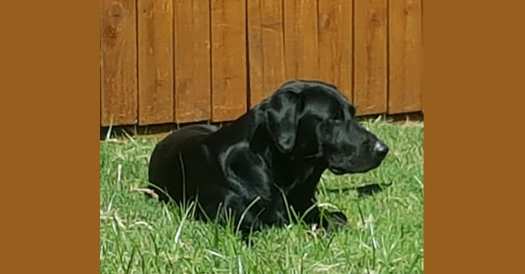 Judge, a Labrador Retriever tested with EmbarkVet.com