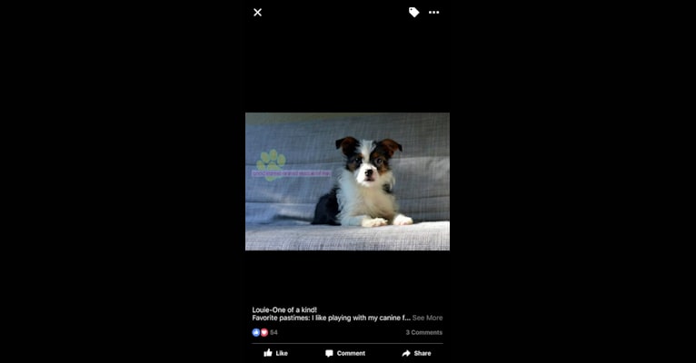 Louie, a Chihuahua and Shih Tzu mix tested with EmbarkVet.com