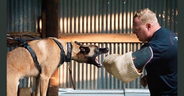 Photo of Oakley, a Belgian Shepherd  in Oceanside, California, USA