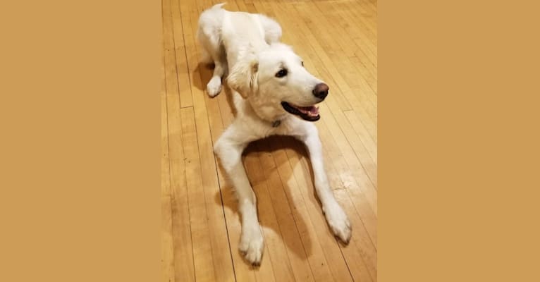 Sebastian, a Great Pyrenees and Great Dane mix tested with EmbarkVet.com