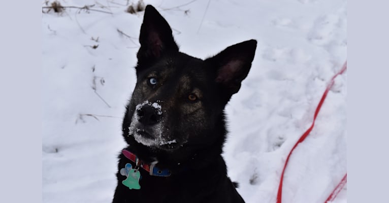 Billie, a Siberian Husky and Staffordshire Terrier mix tested with EmbarkVet.com