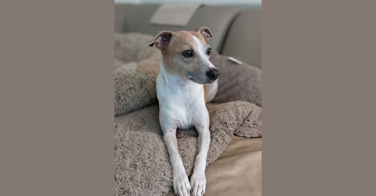 Katie, a Rat Terrier tested with EmbarkVet.com