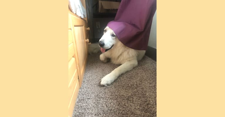 Looney “Chik’in Mini Bandit” Bear, a Great Pyrenees tested with EmbarkVet.com