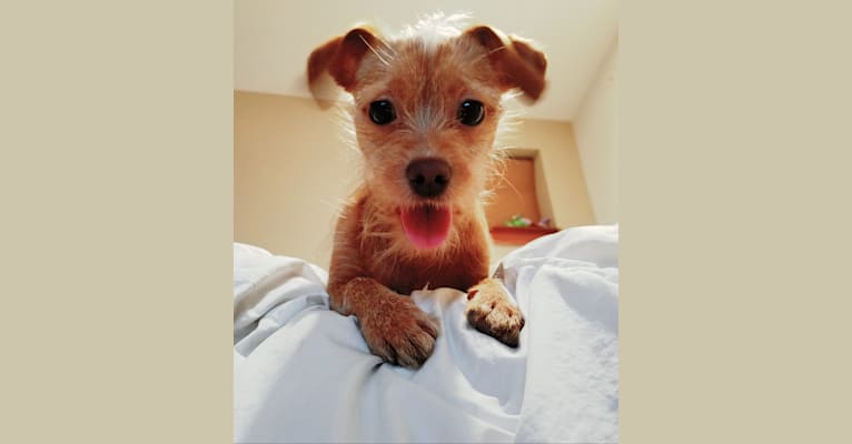 GInger, a Chihuahua and Poodle (Small) mix tested with EmbarkVet.com