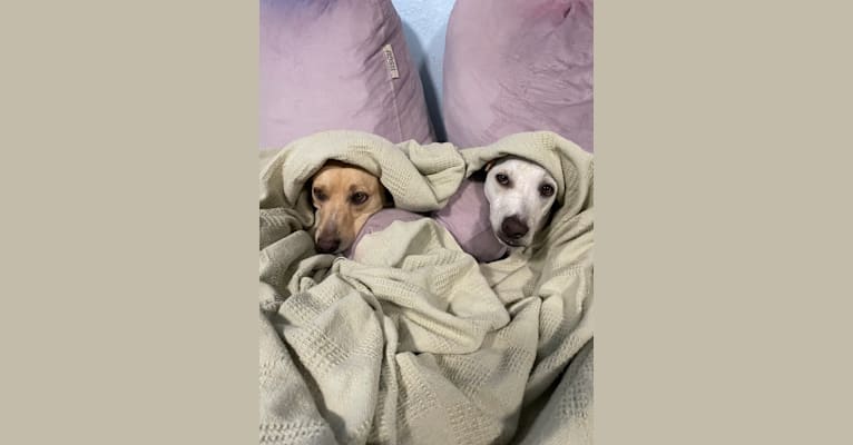 Perla, a Chihuahua and Labrador Retriever mix tested with EmbarkVet.com