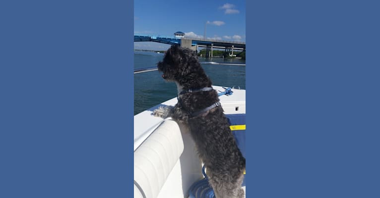 Sharky, a Bichon Frise and Scottish Terrier mix tested with EmbarkVet.com