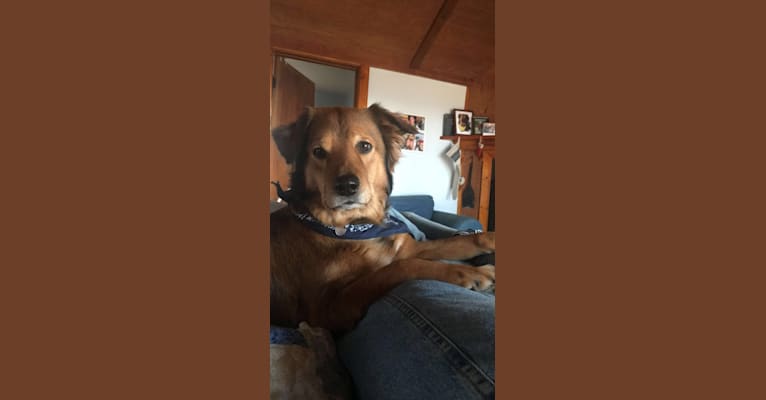 Cooper, a German Shepherd Dog and Rottweiler mix tested with EmbarkVet.com
