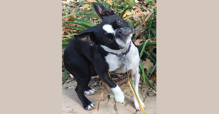 Mischief, a Boston Terrier tested with EmbarkVet.com