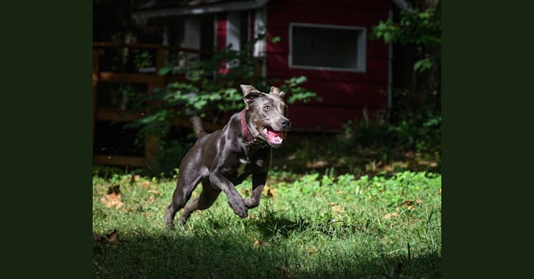 Sophie, a Labrador Retriever and American Pit Bull Terrier mix tested with EmbarkVet.com