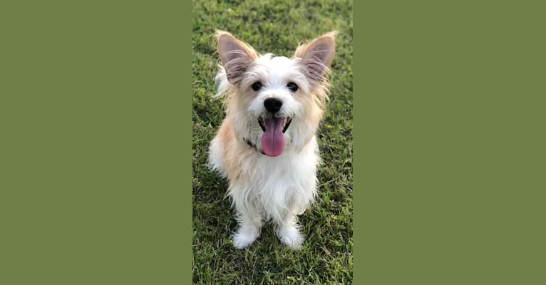 Photo of Finnick, a Poodle (Small), Chihuahua, American Eskimo Dog, Russell-type Terrier, and Lhasa Apso mix in Houston, Texas, USA