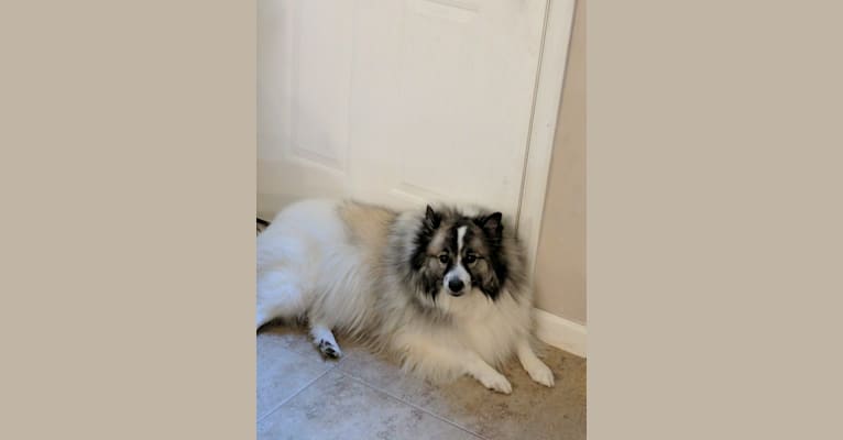 Keeshond and american eskimo mix cheap