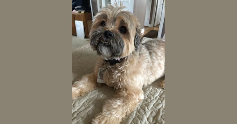 Chewie, a Shih Tzu and Yorkshire Terrier mix tested with EmbarkVet.com