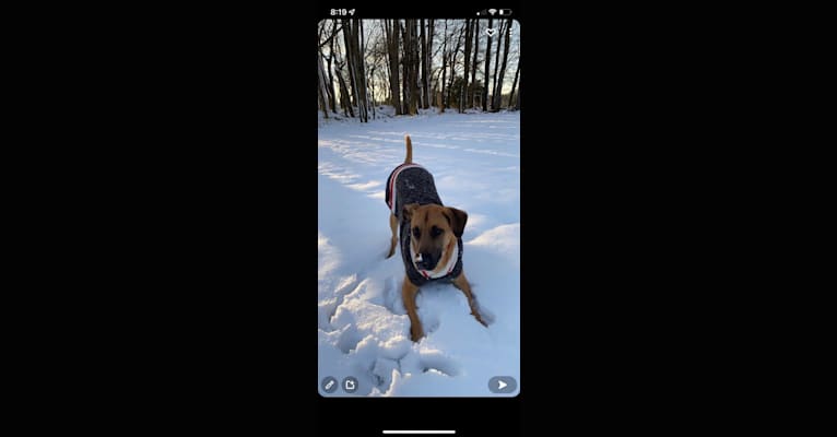Caico, an American Village Dog tested with EmbarkVet.com