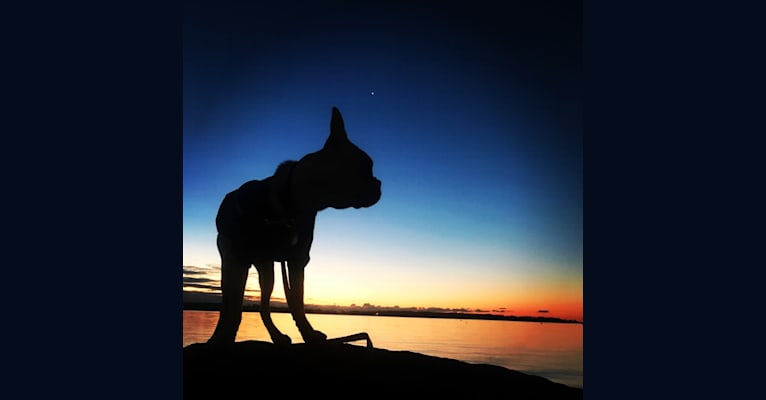 Otto, a Boston Terrier tested with EmbarkVet.com