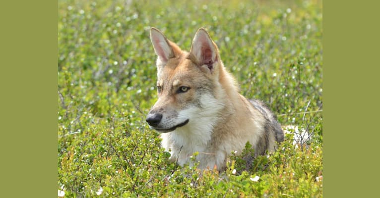 Timber, a Saarloos Wolfdog tested with EmbarkVet.com