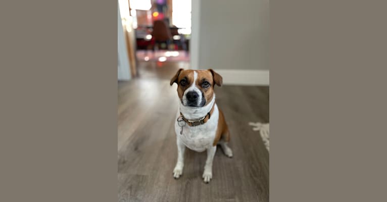 Maggie, a Boston Terrier and Beagle mix tested with EmbarkVet.com