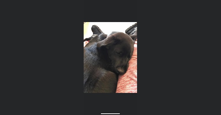 Emmet, a Norwegian Elkhound and Labrador Retriever mix tested with EmbarkVet.com