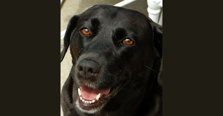 Daisy, a Labrador Retriever and Beagle mix tested with EmbarkVet.com