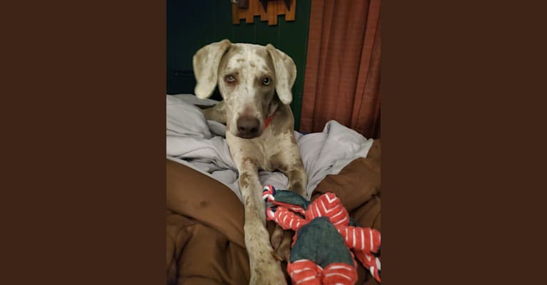 Maggie, a Weimaraner and Catahoula Leopard Dog mix tested with EmbarkVet.com