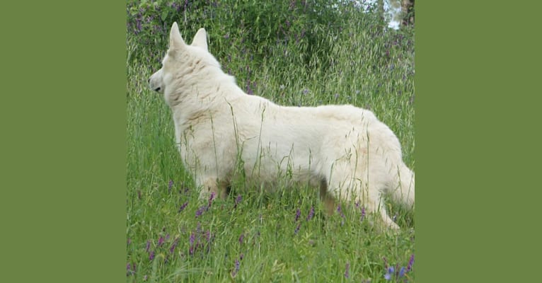 Bear, a White Shepherd tested with EmbarkVet.com
