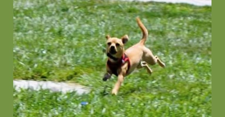 Photo of Chuck, a Chihuahua, Pomeranian, and German Shepherd Dog mix in Los Banos, California, USA