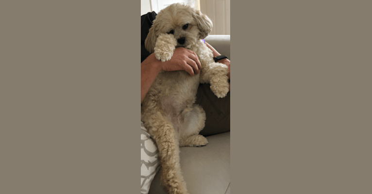 Wicky, a Lowchen and Bichon Frise mix tested with EmbarkVet.com