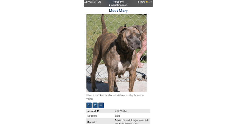 Coco, an American Pit Bull Terrier and American Staffordshire Terrier mix tested with EmbarkVet.com