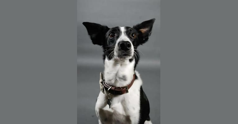 Luca, a Labrador Retriever and Australian Cattle Dog mix tested with EmbarkVet.com
