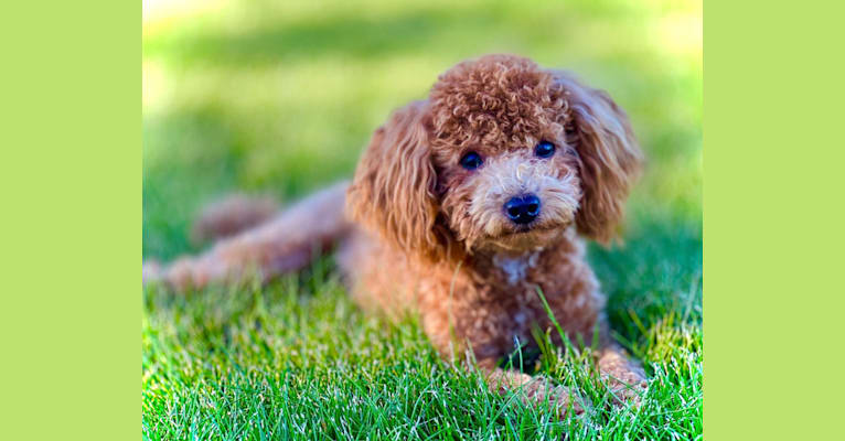 Tootles, a Poodle (Small) tested with EmbarkVet.com
