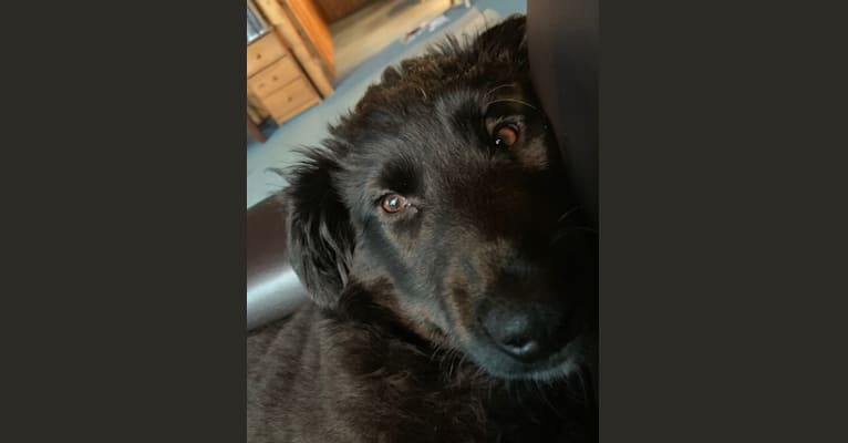 Freya, a Labrador Retriever and American Eskimo Dog mix tested with EmbarkVet.com
