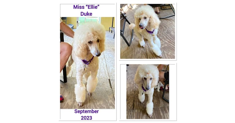 Miss Ellie, a Poodle (Standard) tested with EmbarkVet.com