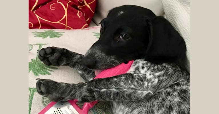 Dachshund pointer shop mix