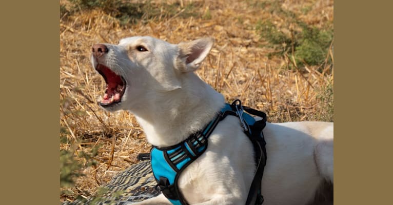 Charlotte, an Arabian Village Dog tested with EmbarkVet.com