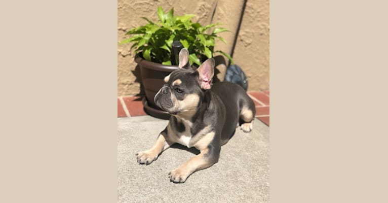 Photo of Bruce, a French Bulldog  in New York, USA